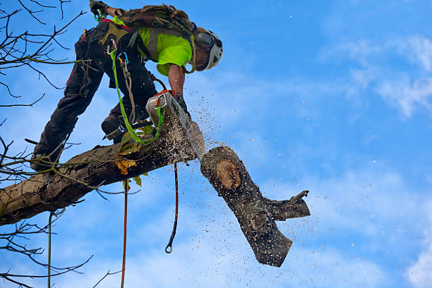 Reliable Pine Canyon, CA Tree Services Solutions